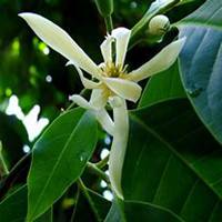 唯美好看兰花微信头像