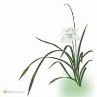 唯美好看兰花微信头像