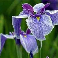 唯美好看兰花微信头像