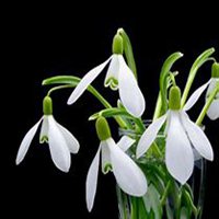 唯美好看兰花微信头像