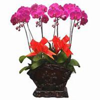 唯美好看兰花微信头像