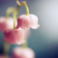 唯美好看兰花微信头像