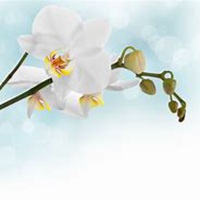 唯美好看兰花微信头像