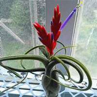 唯美好看凤梨微信头像