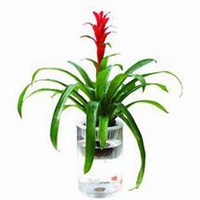 唯美好看凤梨微信头像