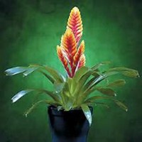 唯美好看凤梨微信头像