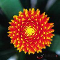 唯美好看凤梨微信头像