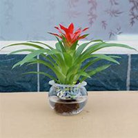 唯美好看凤梨微信头像