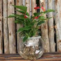 唯美好看凤梨微信头像