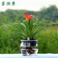 唯美好看凤梨微信头像