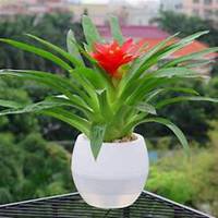 唯美好看凤梨微信头像