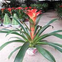 唯美好看凤梨微信头像