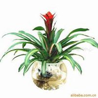 唯美好看凤梨微信头像