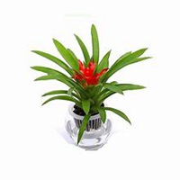 唯美好看凤梨微信头像