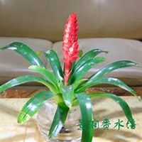 唯美好看凤梨微信头像