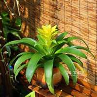 唯美好看凤梨微信头像