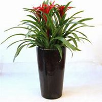 唯美好看凤梨微信头像