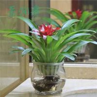 唯美好看凤梨微信头像