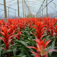 唯美好看凤梨微信头像