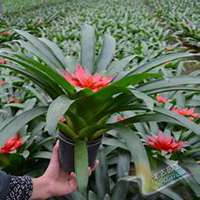 唯美好看凤梨微信头像