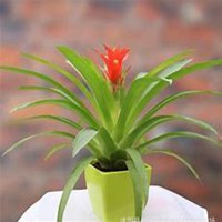 唯美好看凤梨微信头像