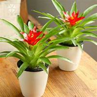 唯美好看凤梨微信头像