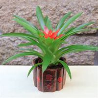 唯美好看凤梨微信头像