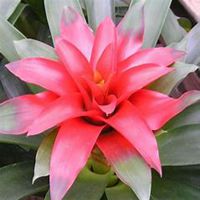 唯美好看凤梨花微信头像