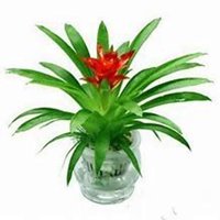 唯美好看凤梨花微信头像