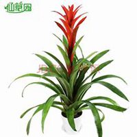 唯美好看凤梨花微信头像