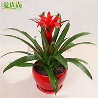 唯美好看凤梨花微信头像