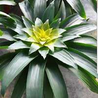 唯美好看凤梨花微信头像