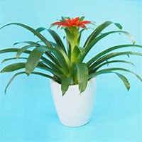 唯美好看凤梨花微信头像