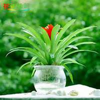 唯美好看凤梨花微信头像