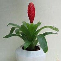 唯美好看凤梨花微信头像