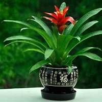 唯美好看凤梨花微信头像