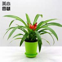 唯美好看凤梨花微信头像