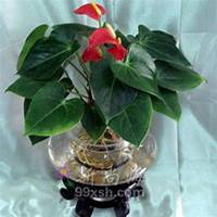 唯美好看凤梨花微信头像