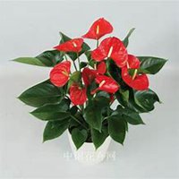 唯美好看凤梨花微信头像