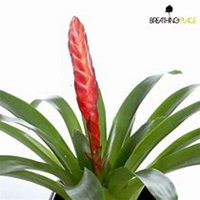 唯美好看凤梨花微信头像