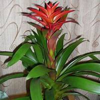 唯美好看凤梨花微信头像