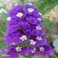 唯美好看勿忘我花朵微信头像