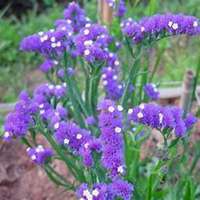 唯美好看勿忘我花朵微信头像