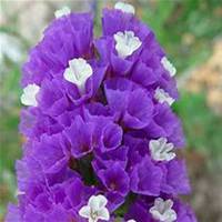 唯美好看勿忘我花朵微信头像