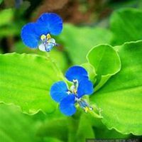 唯美好看勿忘我花朵微信头像