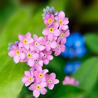 唯美好看勿忘我花朵微信头像