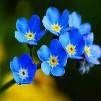 唯美好看勿忘我花朵微信头像