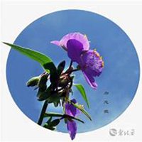 唯美好看勿忘我花朵微信头像