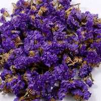 唯美好看勿忘我花朵微信头像