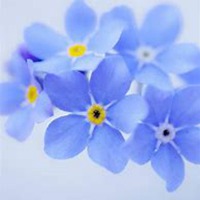 唯美好看勿忘我花朵微信头像